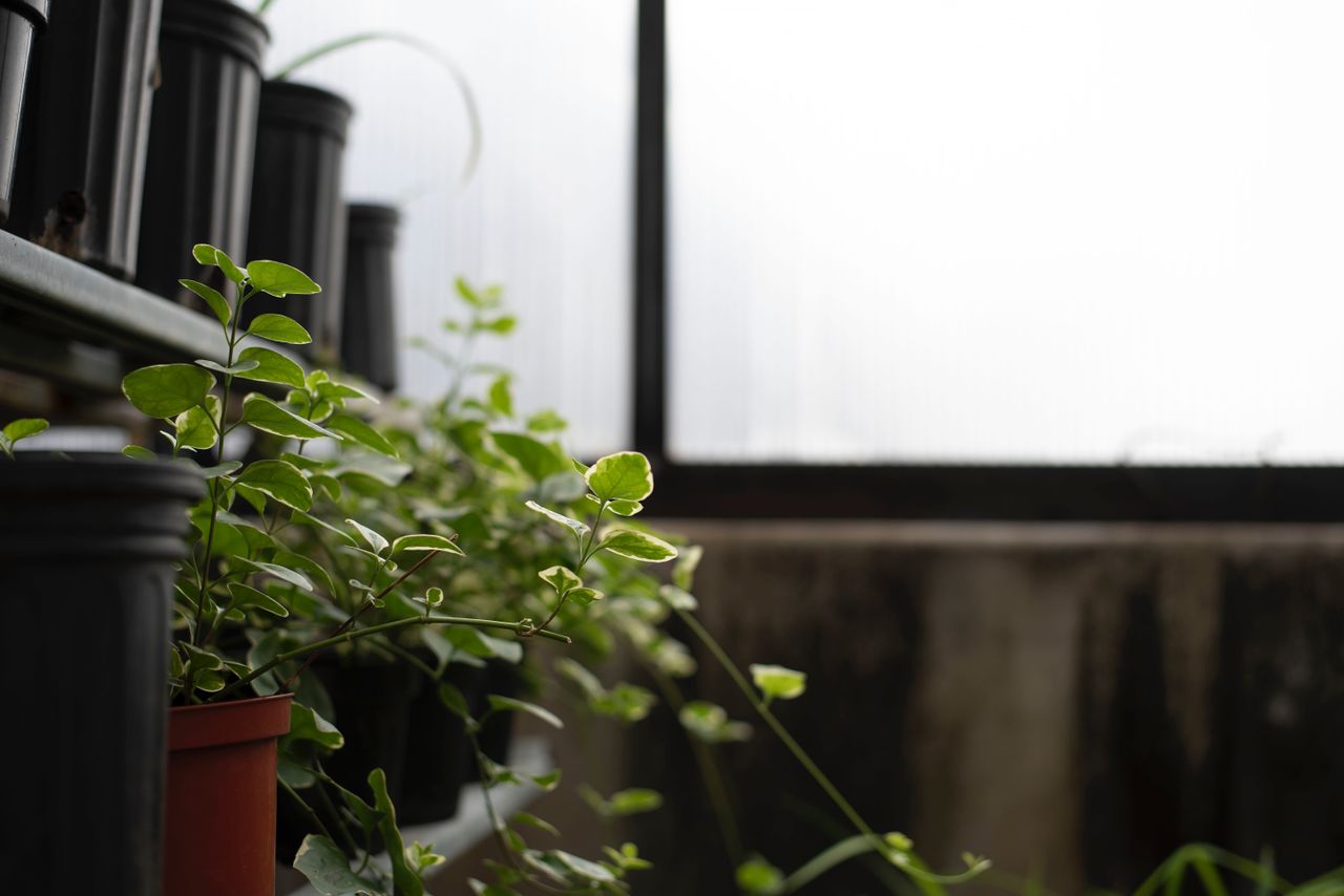 Low Planter in use